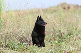 SCHIPPERKE 216